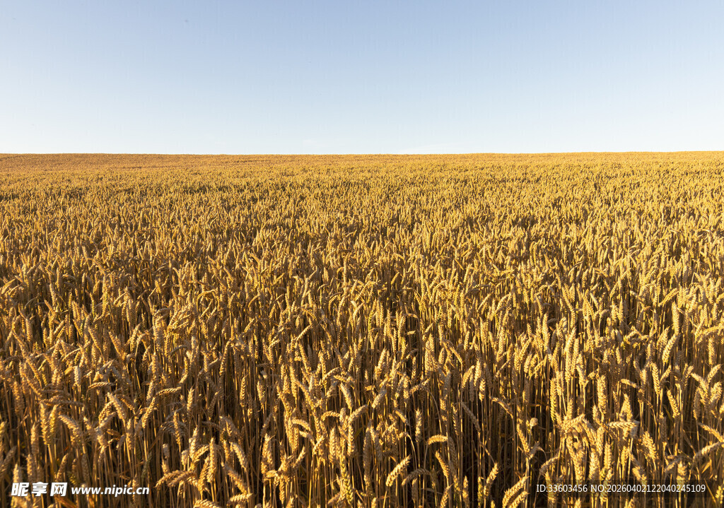 金色麦田