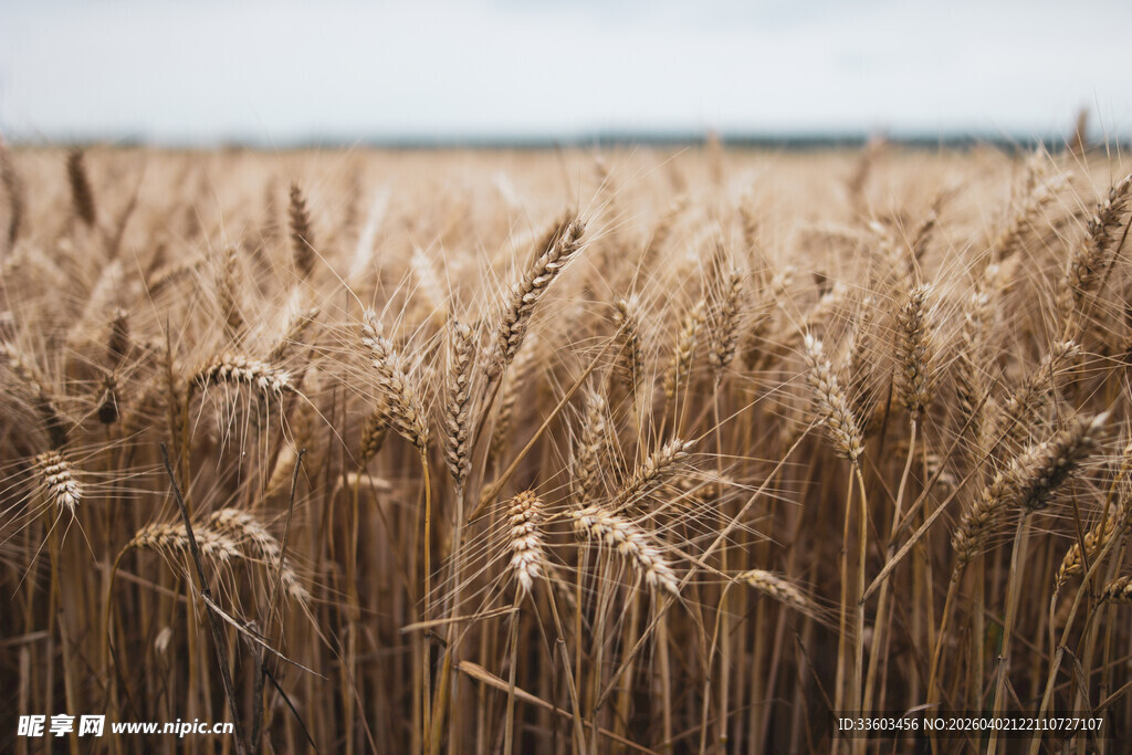 金黄麦田