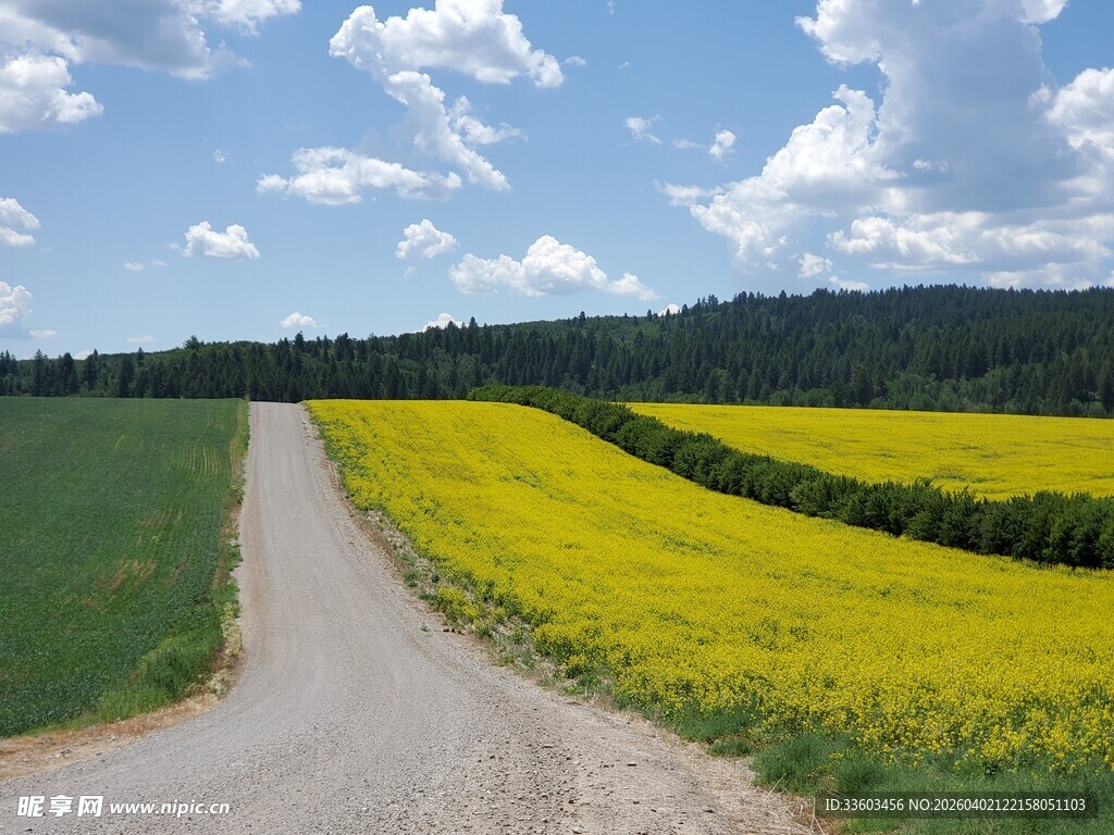 乡间小路旁的金黄油菜花田