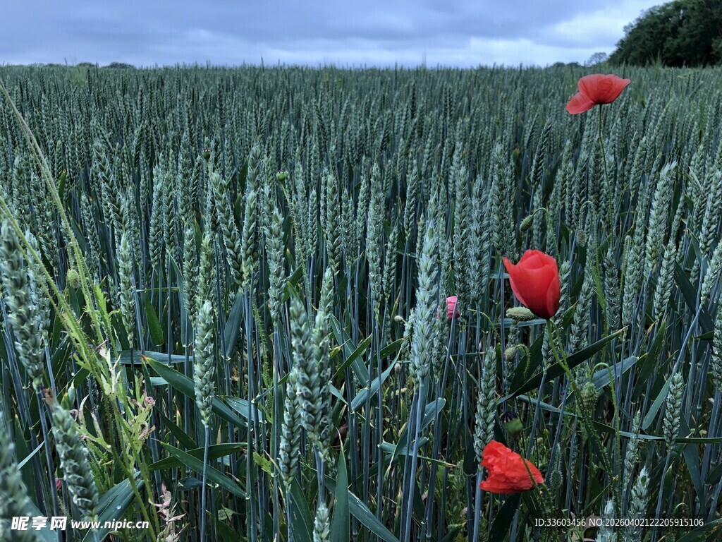 田野中的艳丽虞美人