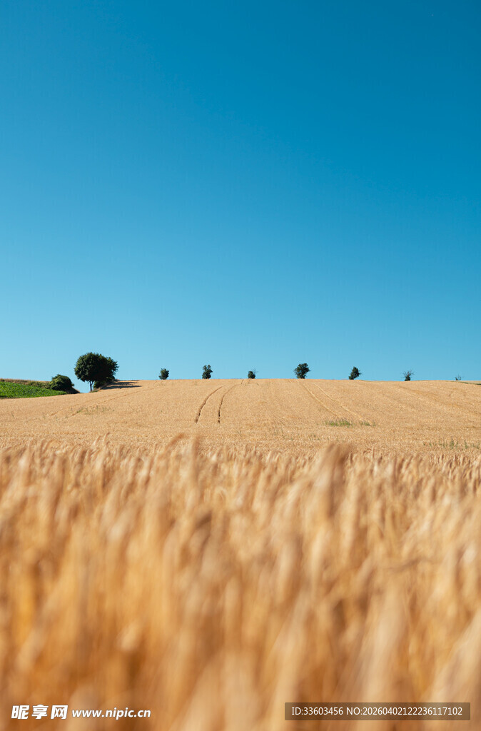 金色麦田与蓝天的美丽景致