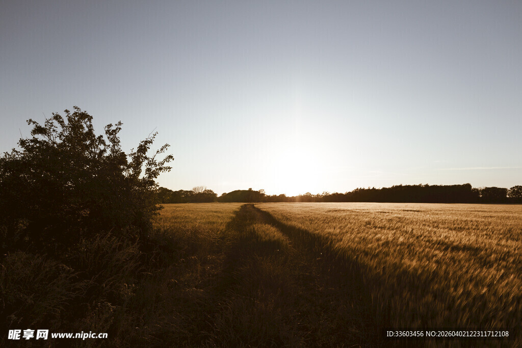 夕阳下的田野小径