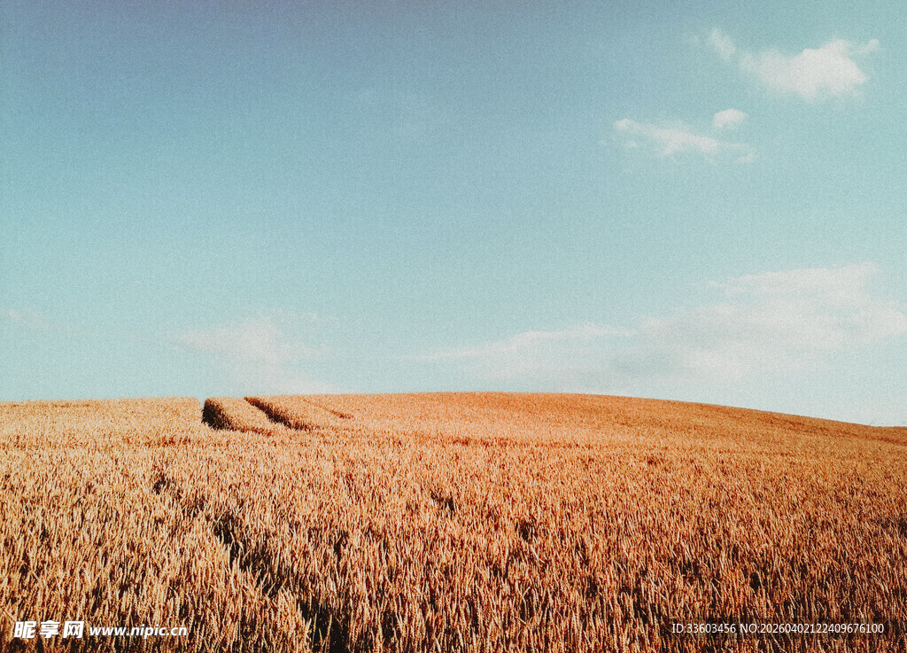 金色麦田