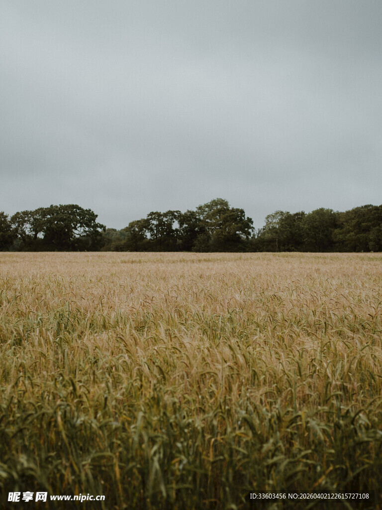 金黄麦田与远处树林景观