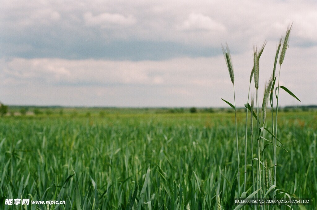 广袤绿野中的挺立植物