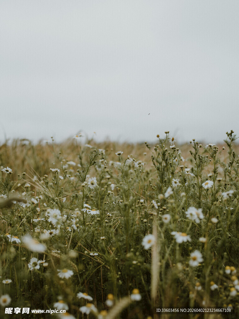 田野中的白色小花绽放