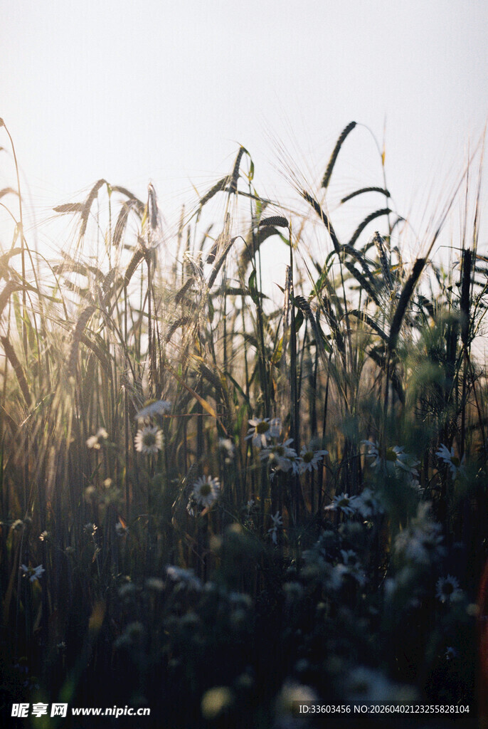 夕阳下的麦田风光