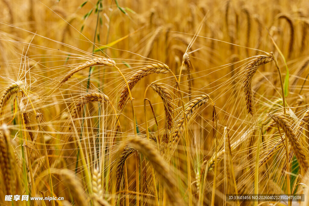 金黄麦田