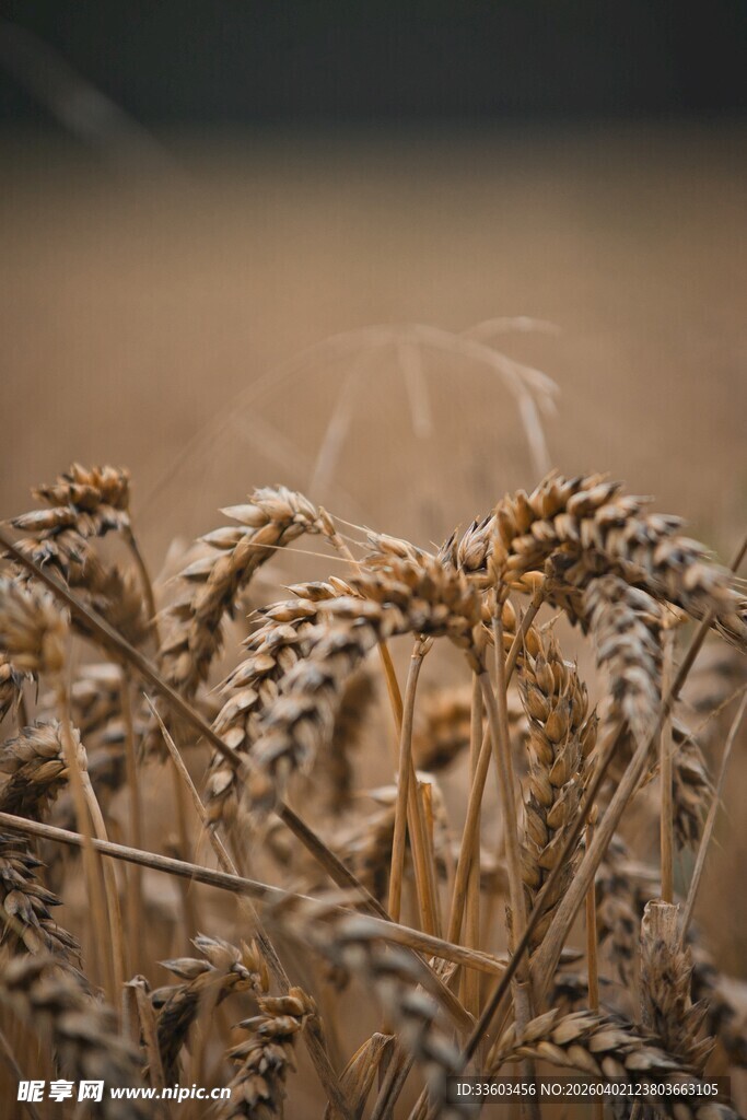 成熟麦穗特写