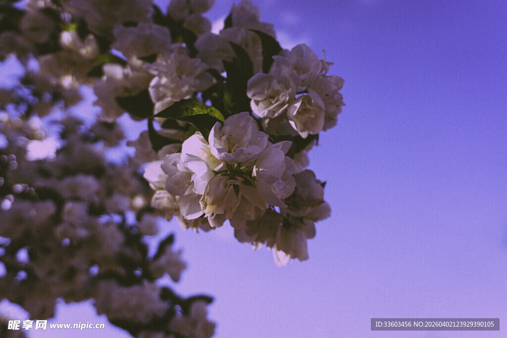 枝头繁花映蓝天
