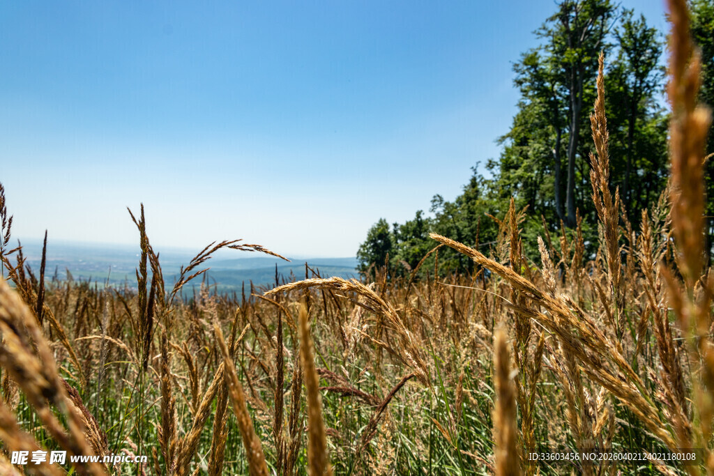 金黄田野与远处山水风光