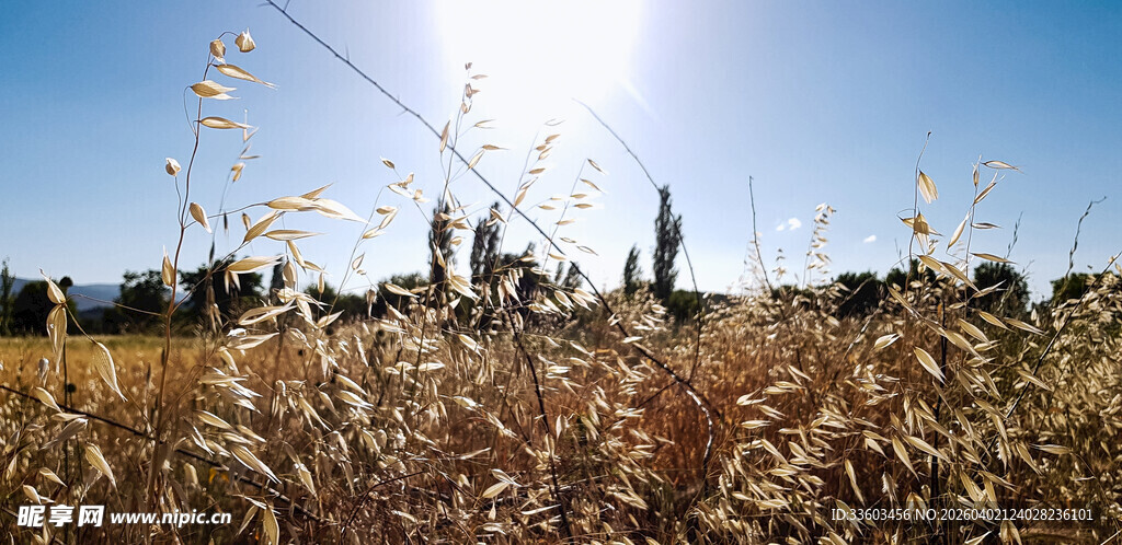 阳光下的金黄草地与建筑