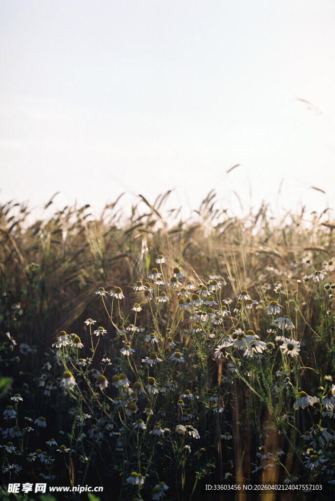 阳光下的芦苇荡