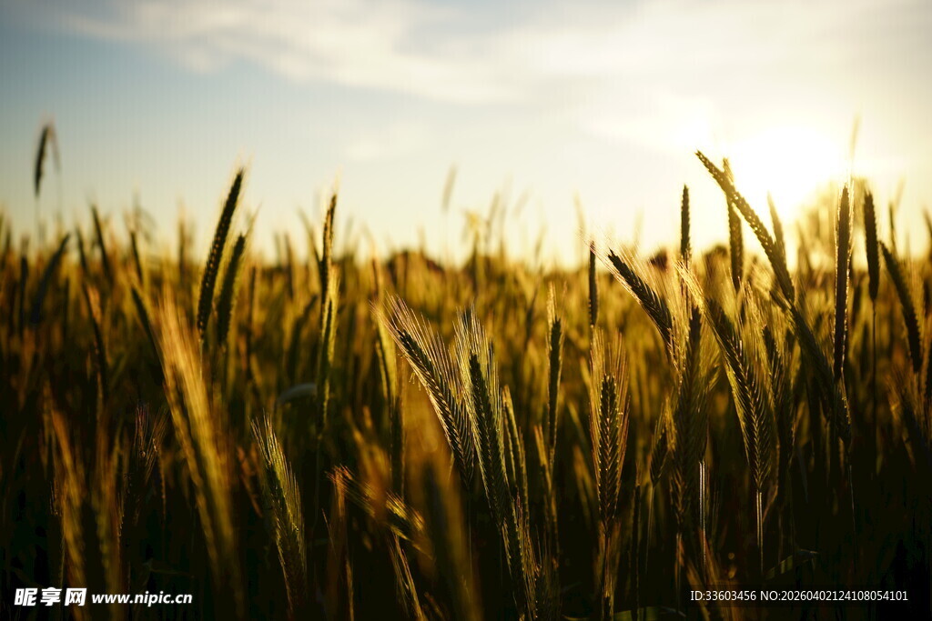 夕阳下的金黄麦田