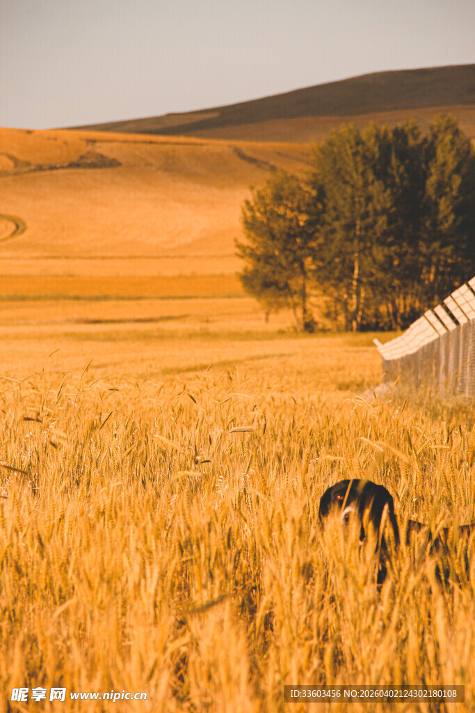 金色田野中的孤马