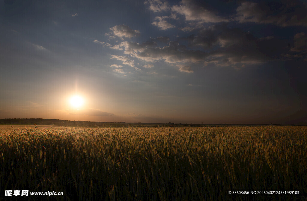 麦田落日美景