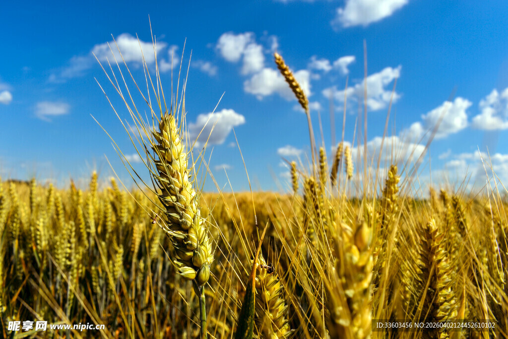 金黄麦田与蔚蓝天空