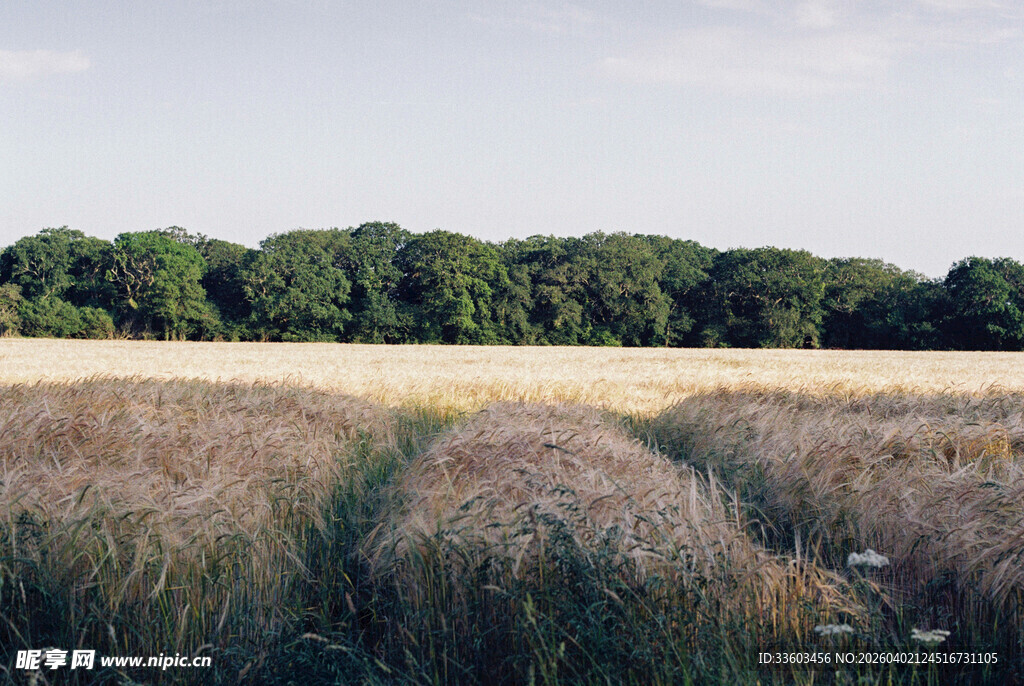 田野麦田与远处树林景观
