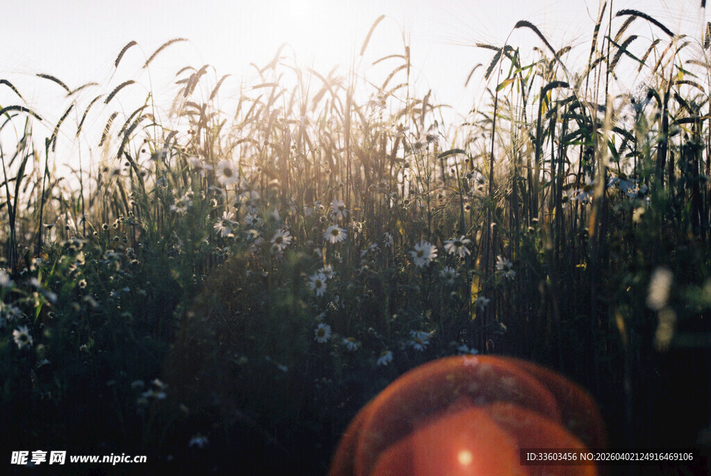 阳光下的田野风光