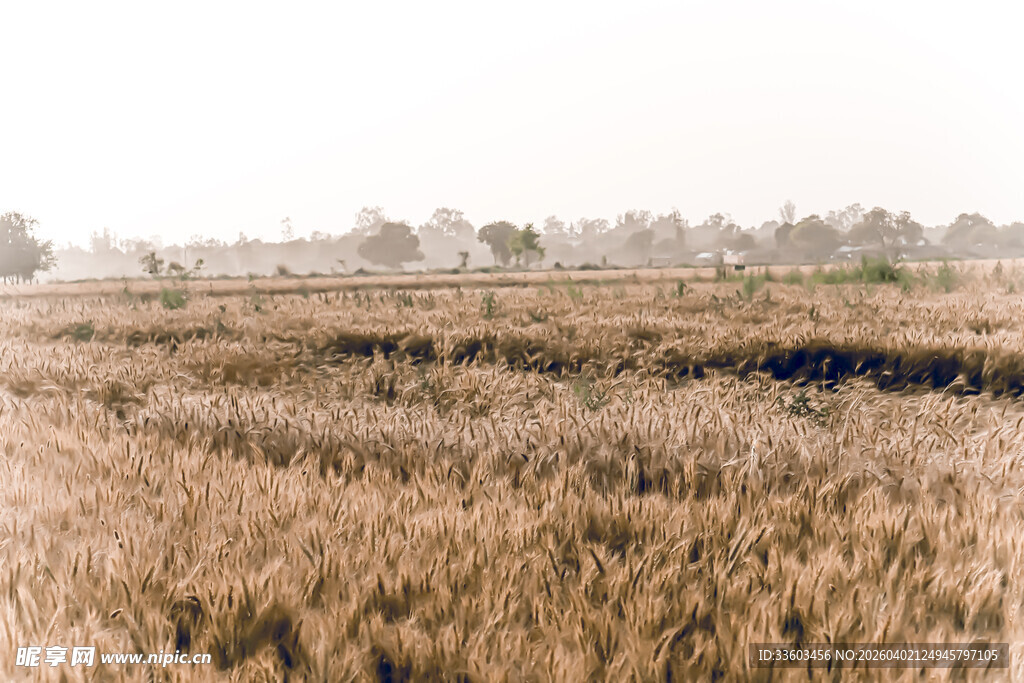 金黄麦田展现田园风光