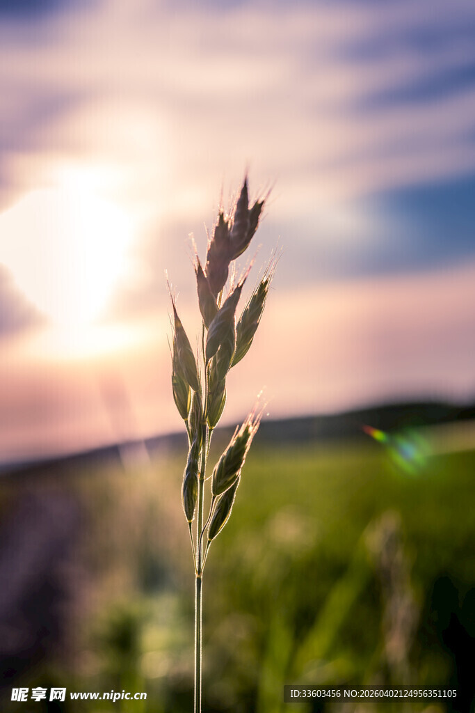 夕阳下的一株麦穗