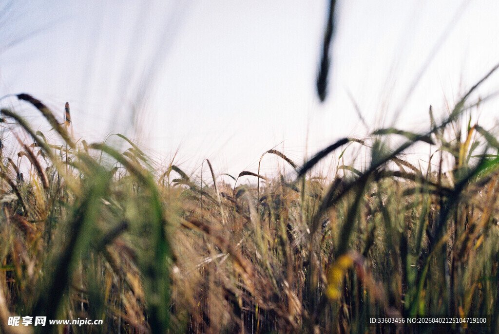 金黄麦田自然田园风光