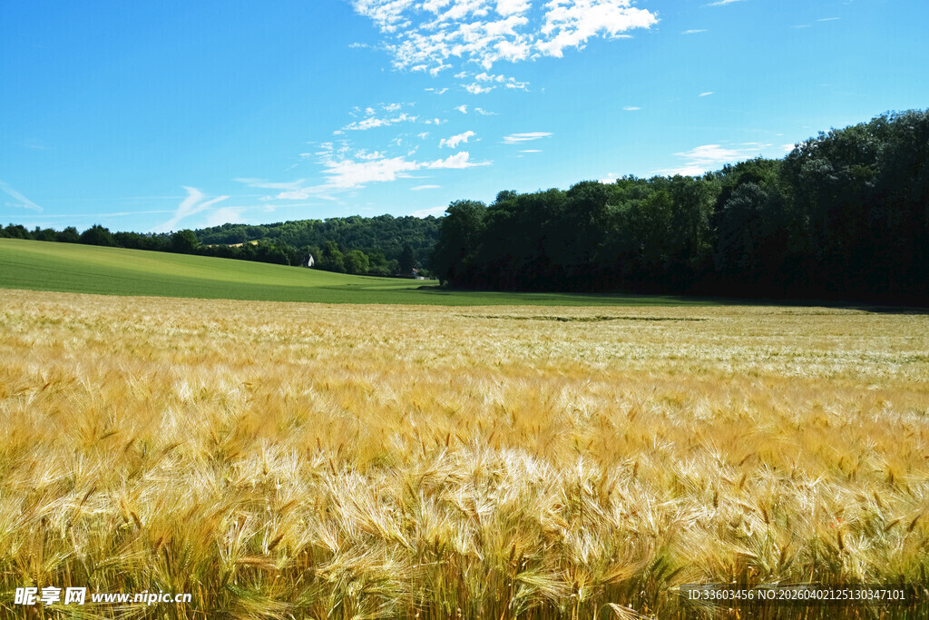 金黄麦田与蓝天绿树美景