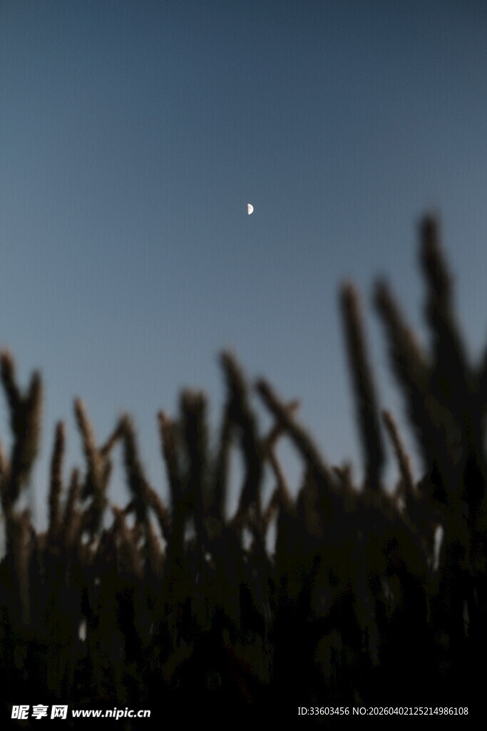 夜幕下的草尖与天际孤星