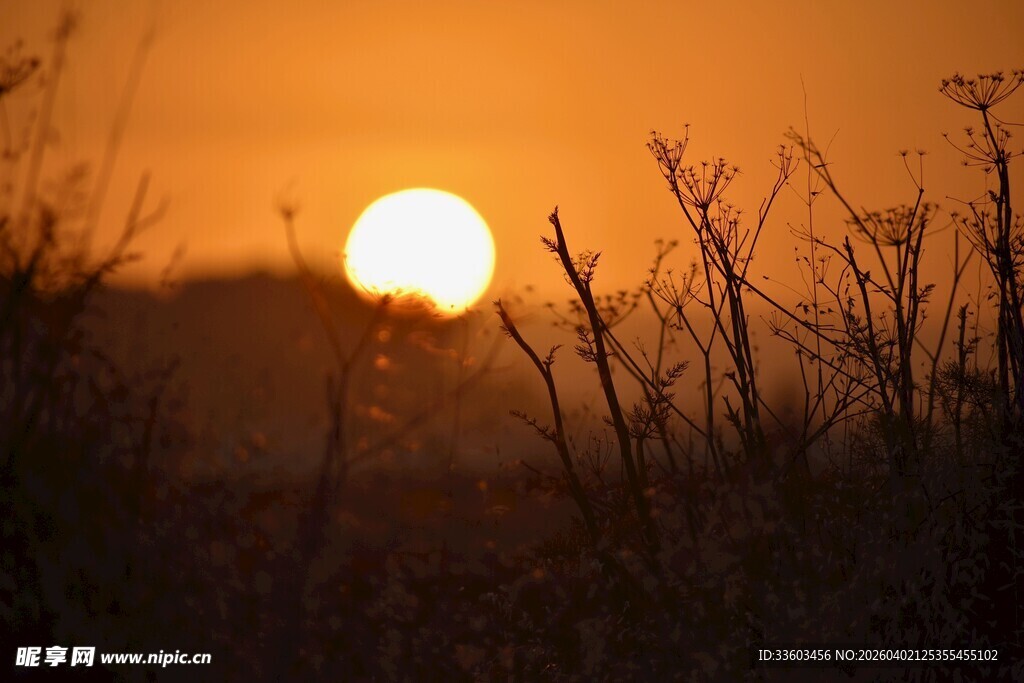 夕阳下的植物剪影