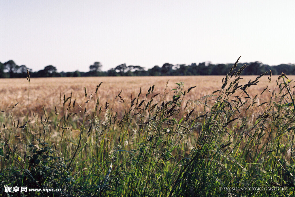 金黄麦田与葱郁野草景观