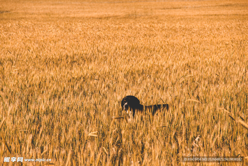 麦田中的孤独身影
