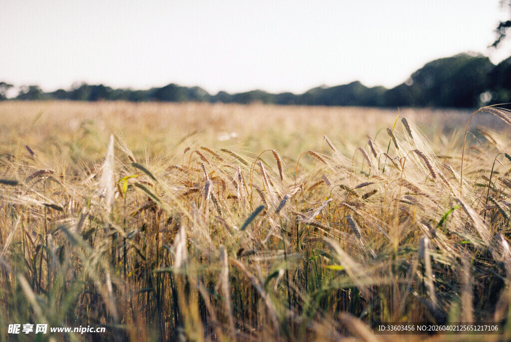 金黄麦田