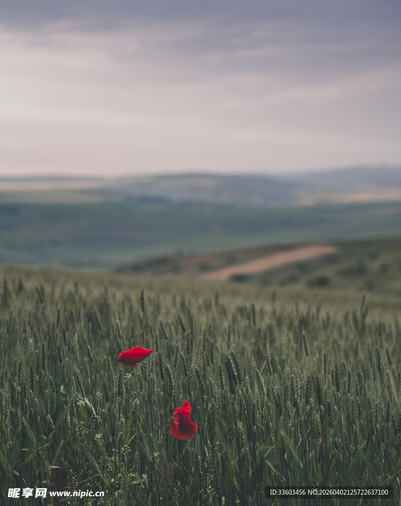 田野中的两朵鲜艳虞美人