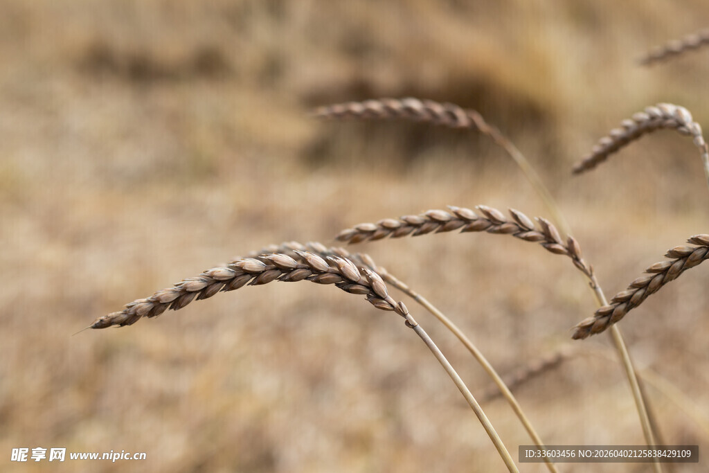 金黄麦穗