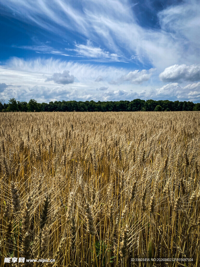 金黄麦田与蓝天白云美景