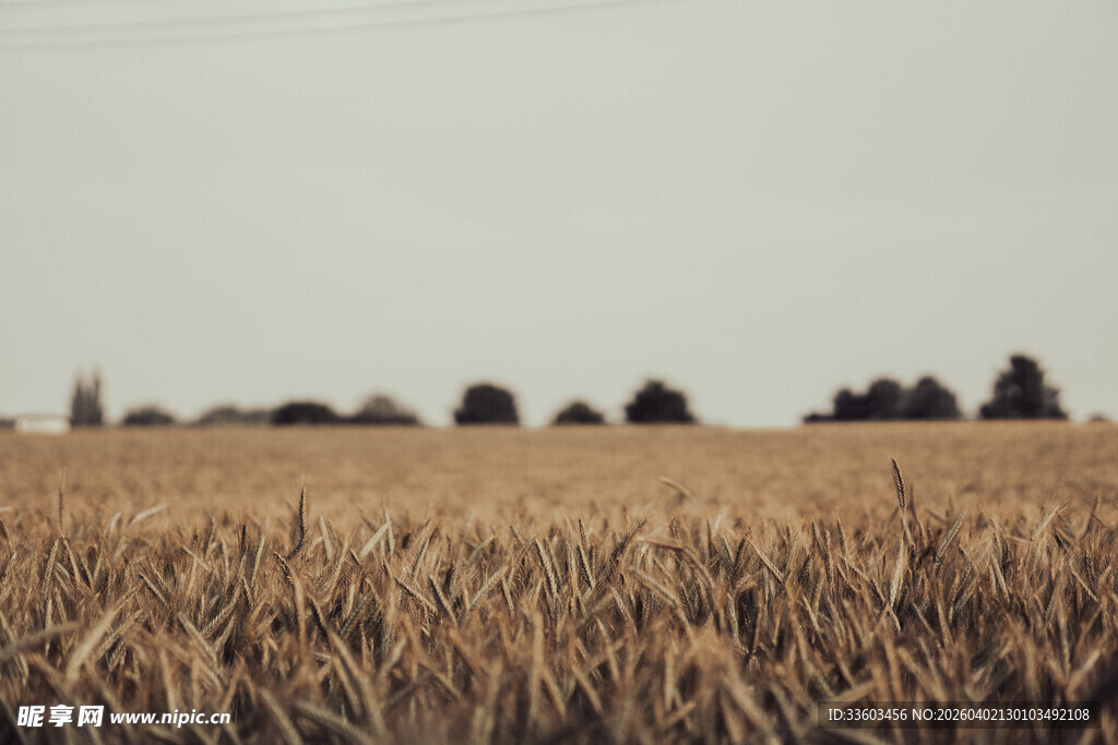 金黄麦田