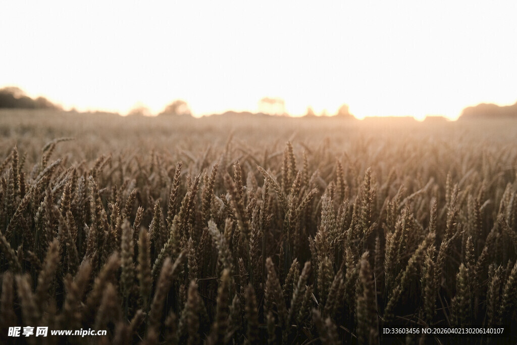 夕阳下的金黄麦田