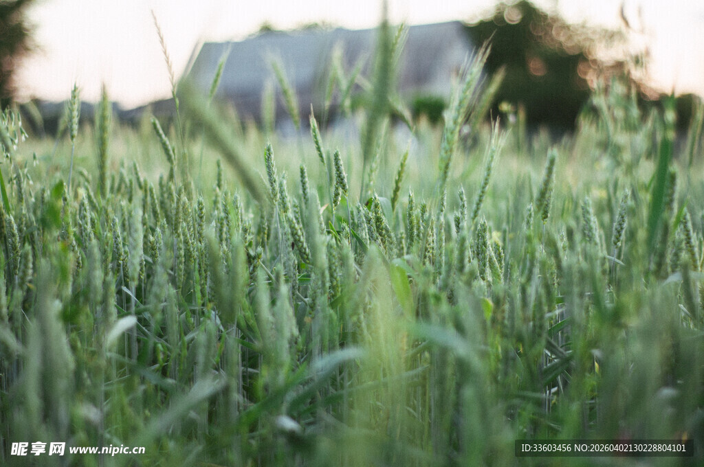 田野中的葱郁绿色麦苗