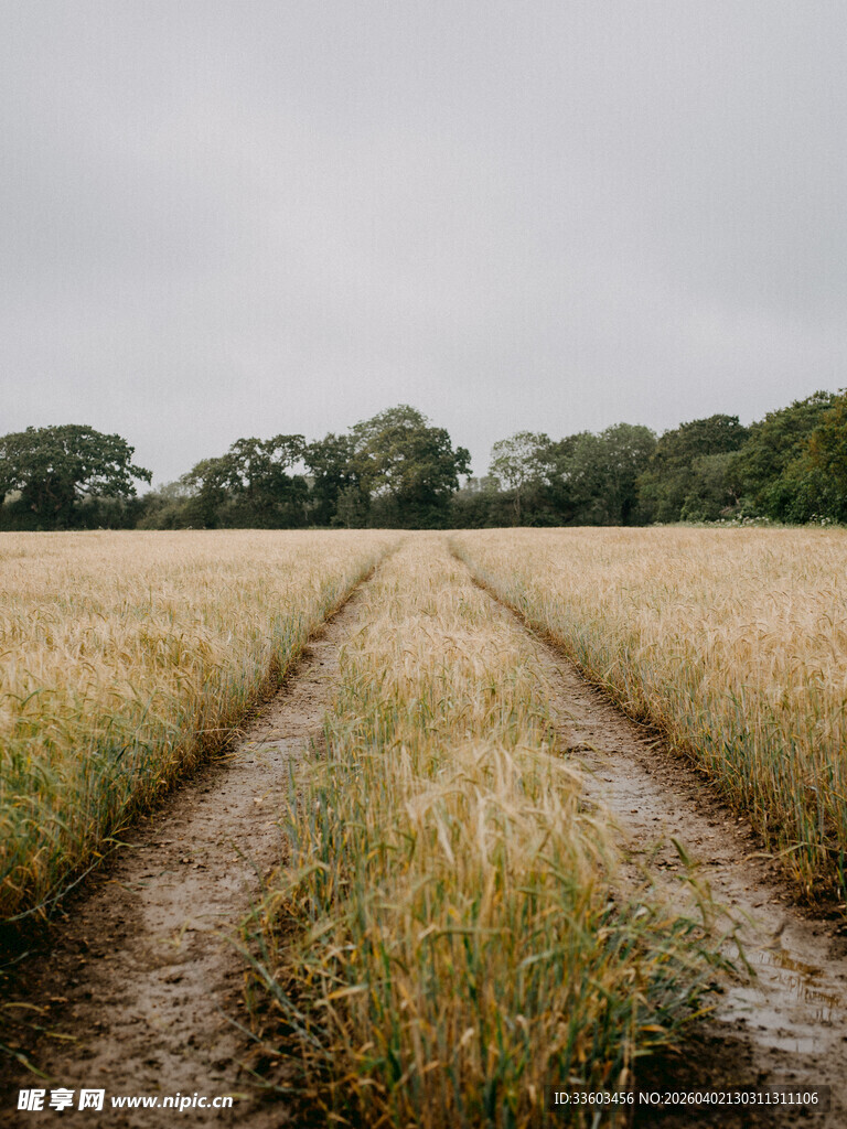 田野间的麦田车辙痕迹