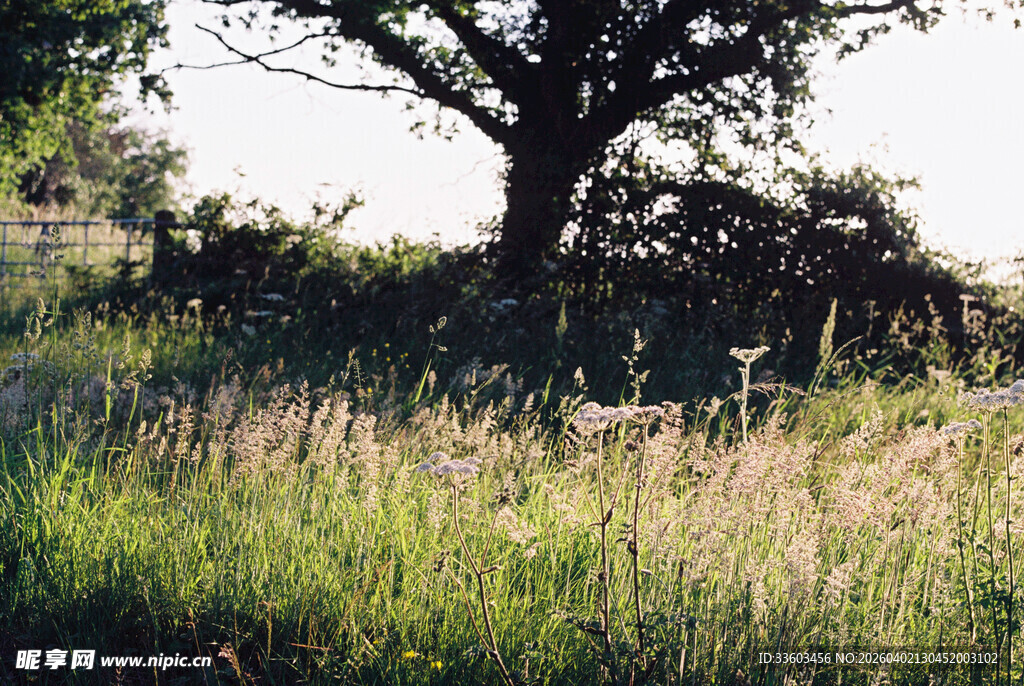 田野中的孤树与茂盛野草