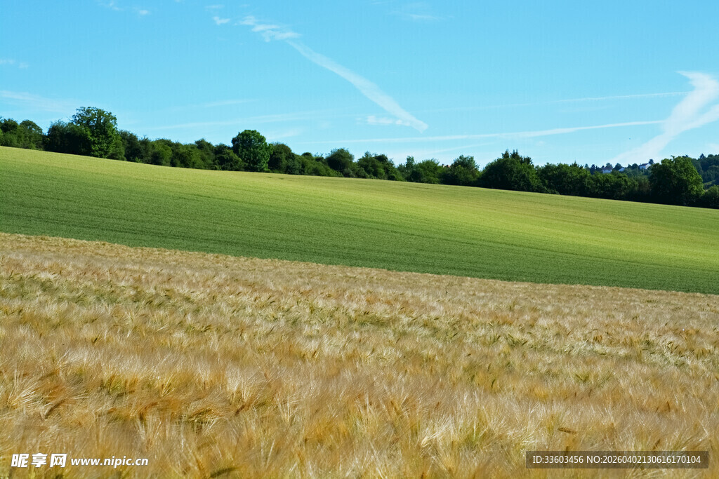 金黄麦田与葱郁绿野风光