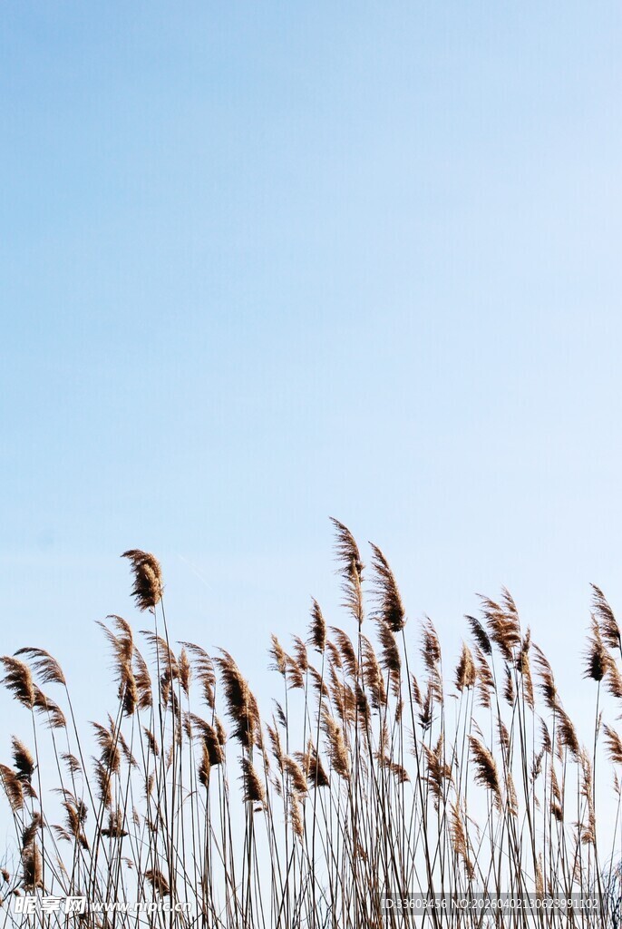 蓝天映衬下的芦苇丛
