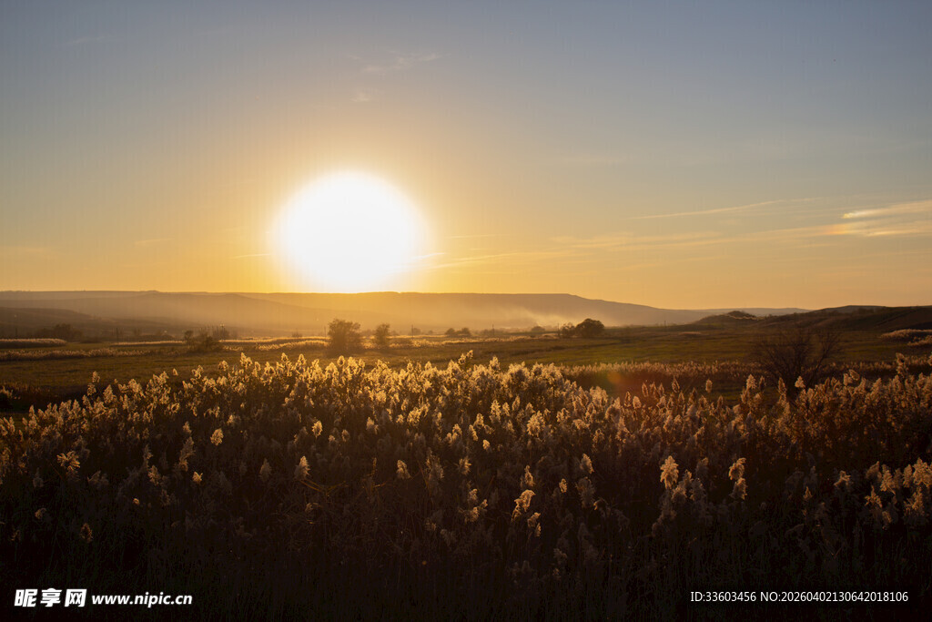 夕阳下的金色芦苇田