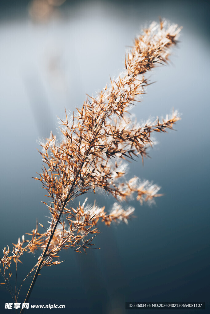 干枯芦苇特写