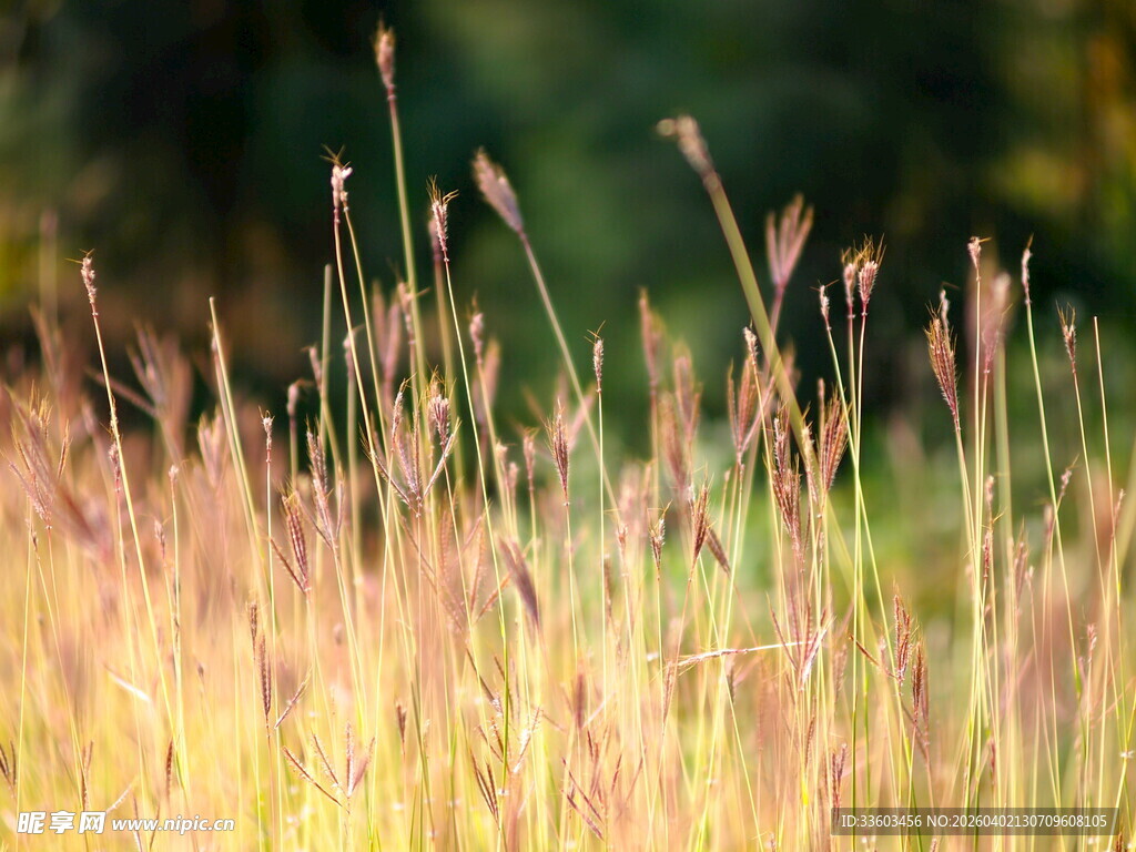 秋日原野的金黄野草