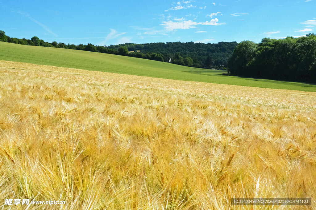 金黄麦田