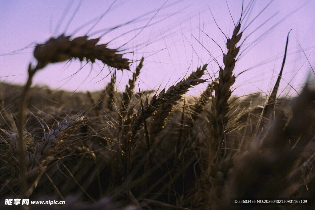 夕阳下的麦穗