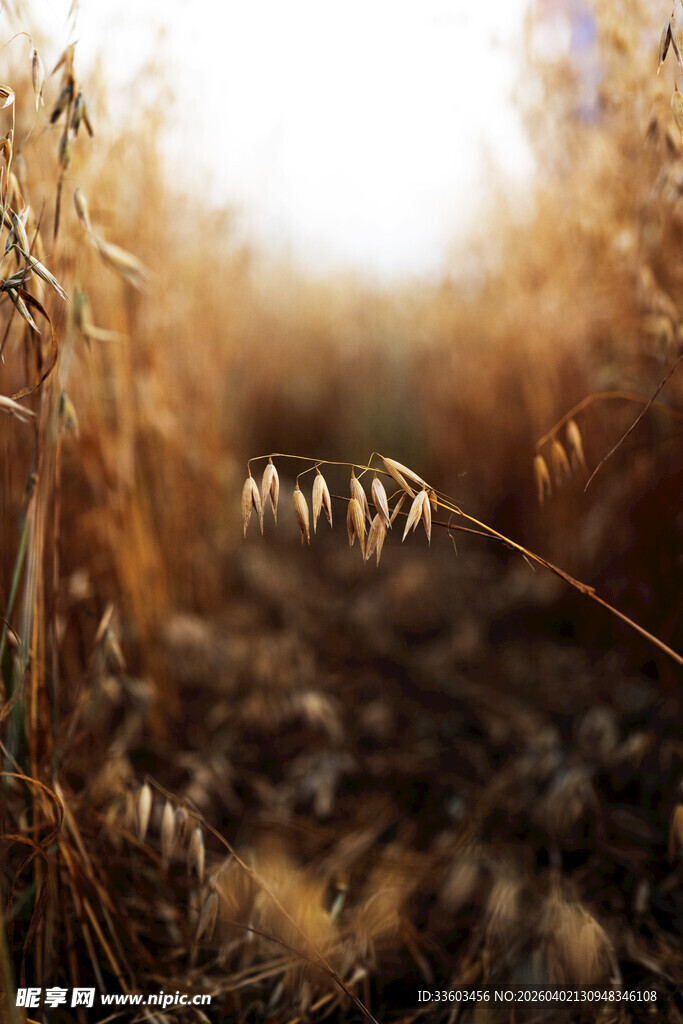 秋日田野里的金黄麦穗