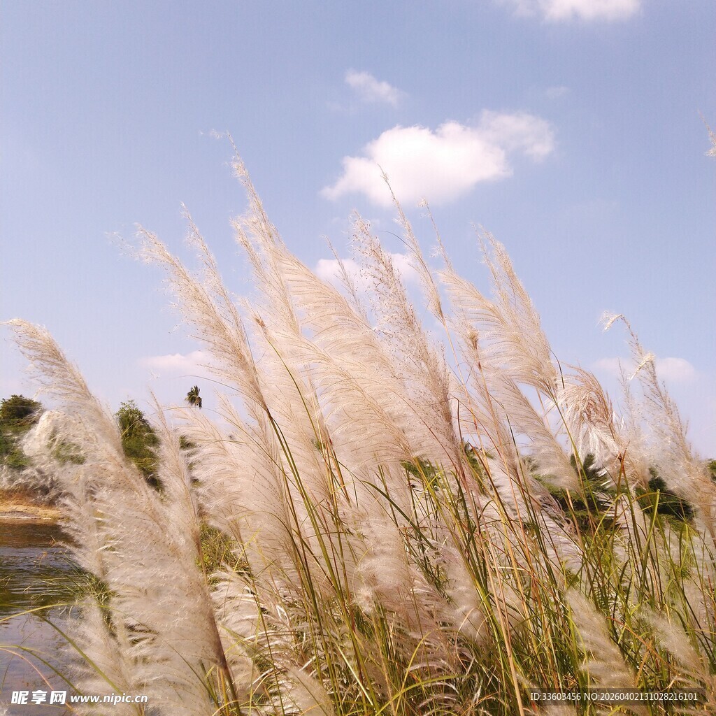 风中摇曳的美丽蒲苇