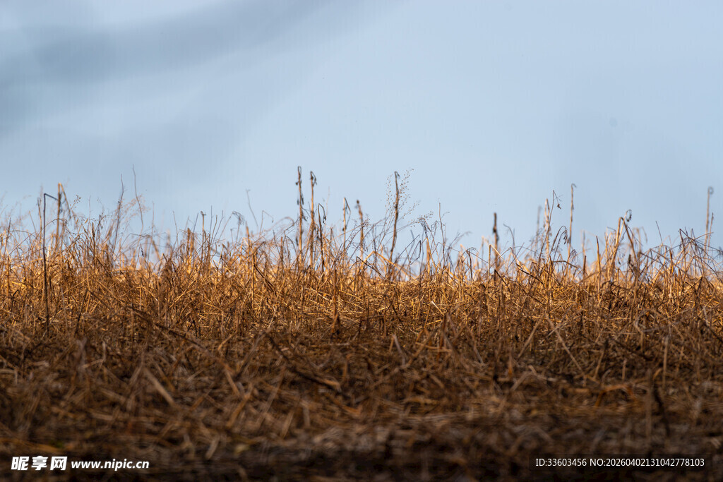 秋日原野枯草景观